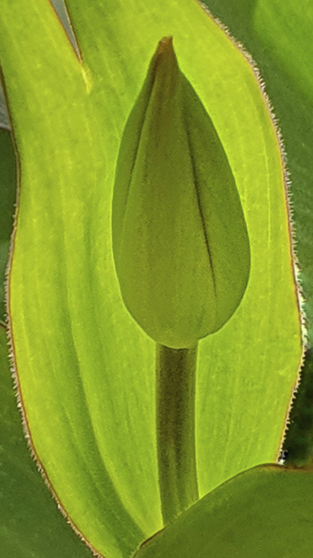 Bud