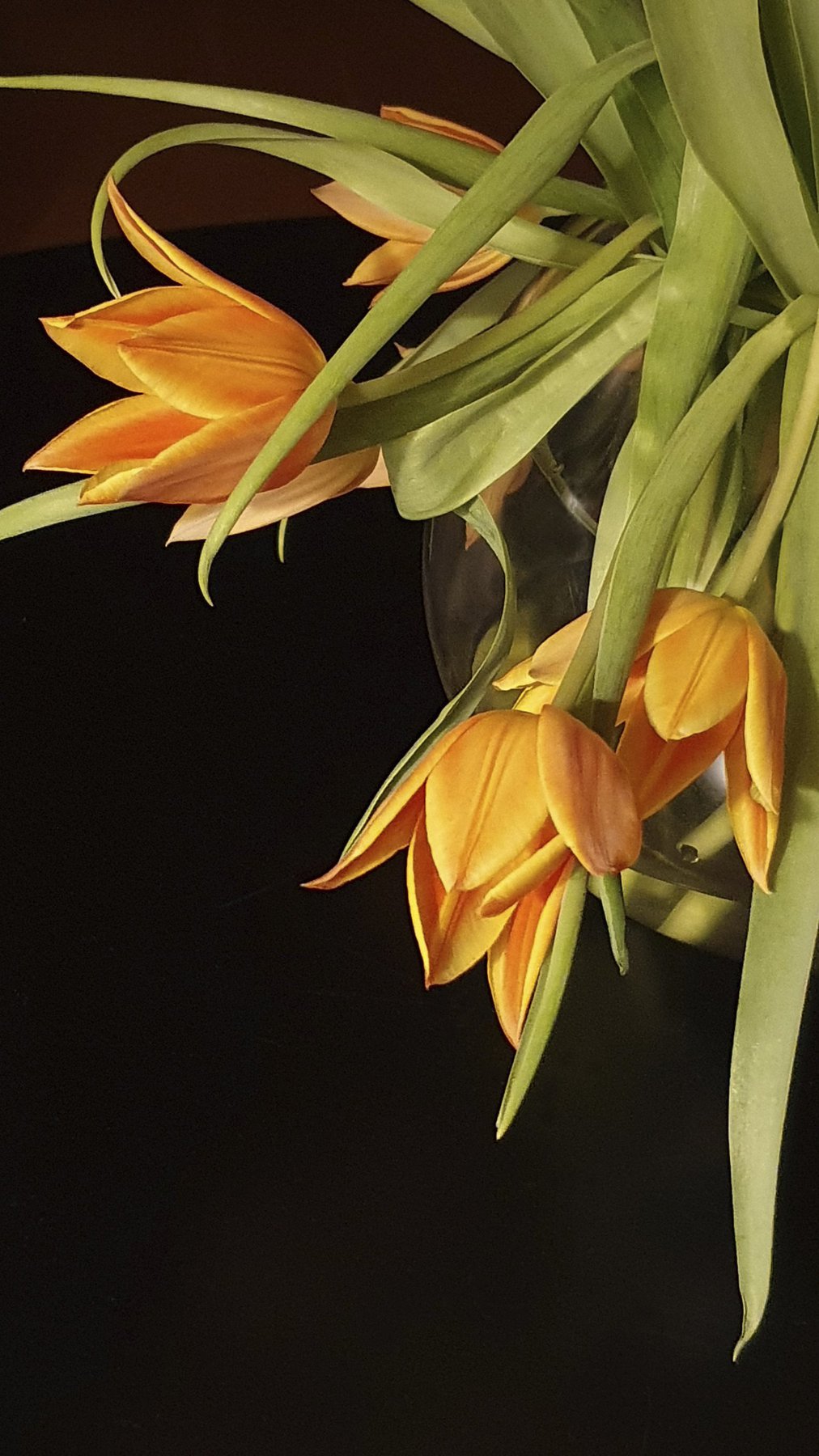 Orange Tulips