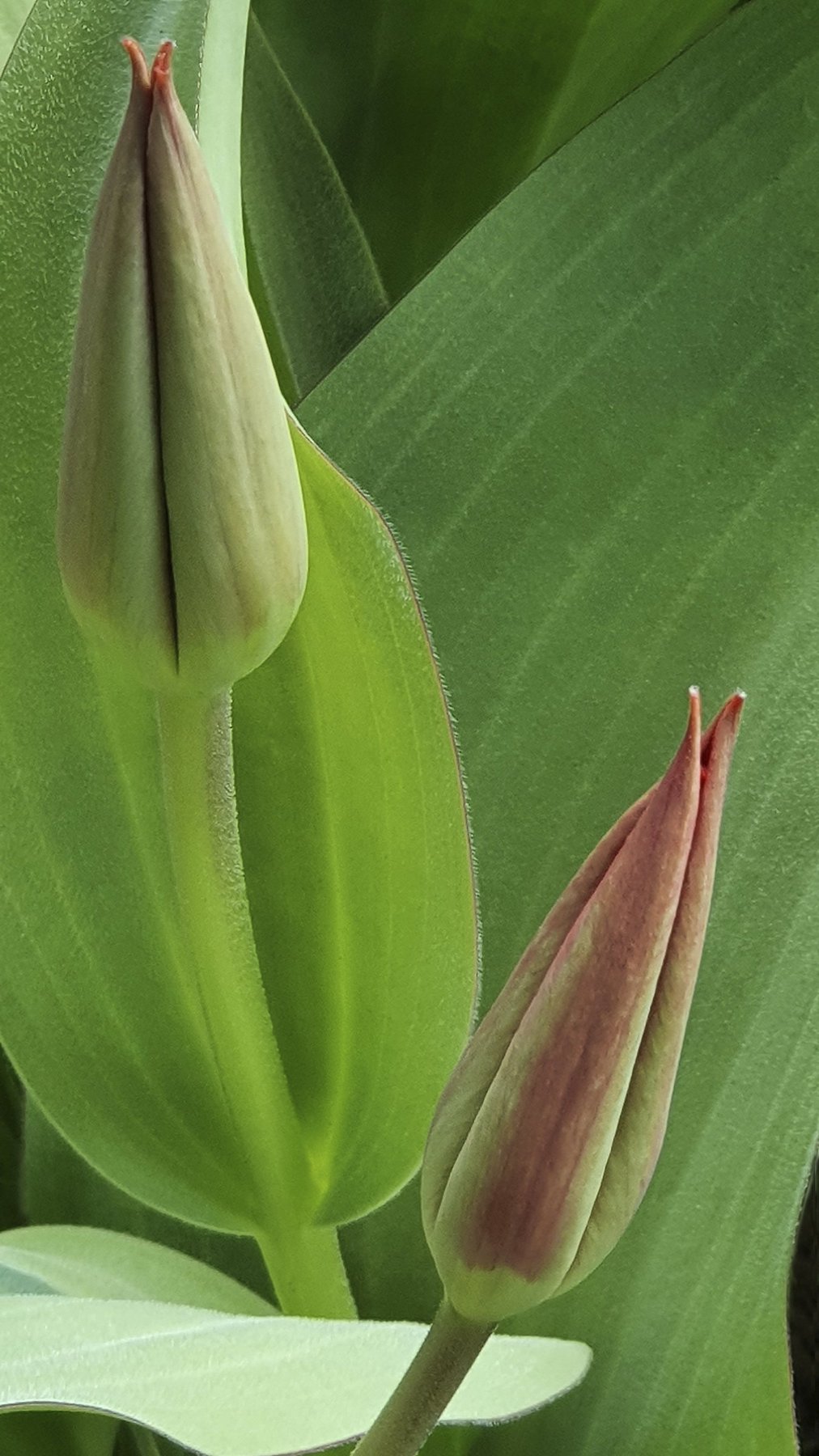 Tulip Buds